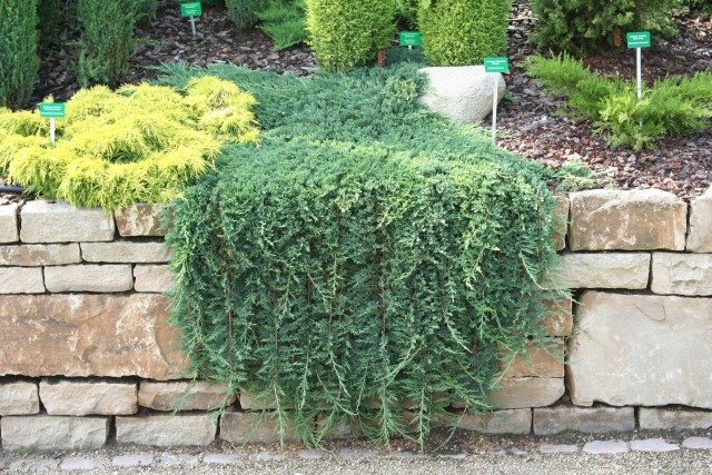 Juniperus%20horizontalis1.jpg