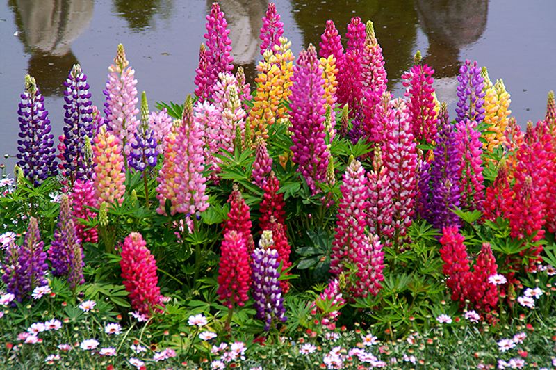 Image result for lupinus images