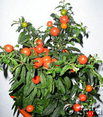 Паслен ложноперечный (Solanum pseudocapsicum
