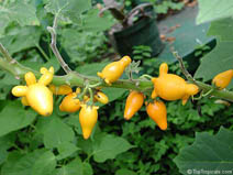 Паслен сосочковый (Solanum mammosum)