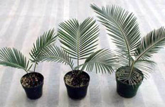 Секреты выращивания пальм