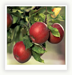 Выращивание яблони в вашем саду