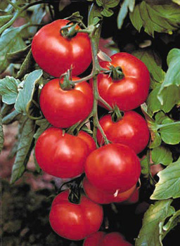 О полезных свойствах помидоров