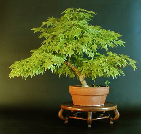 http://www.vashsad.ua/downloads/image/6051/bonsai_2.jpg