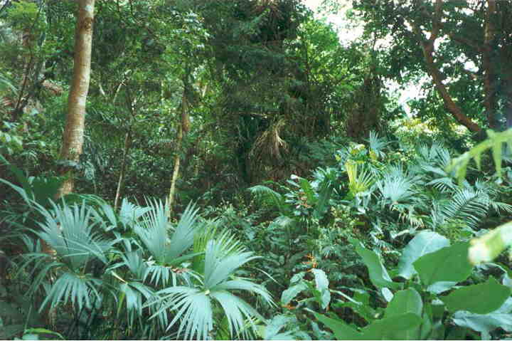 В чаще тропического леса