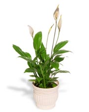 Растения и Фэн-Шуй. Сила растений и цветов в Вашем доме