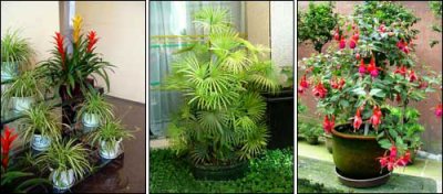 Комнатные растения: несколько важных правил цветовода 