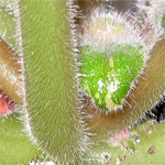 Листья и цветки растений поврежденных цикламеновым клещиком деформируются    Разглядеть цикламенового клещика можно только под микроскопом
