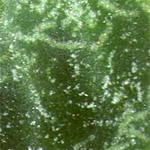Лист сенполии пораженный клеверным клещом