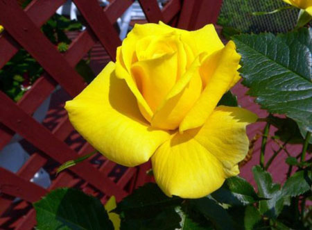 Роза желтого цвета: что она символизирует 