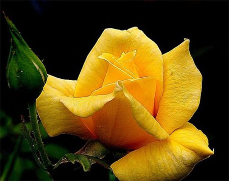 Роза желтого цвета: что она символизирует 