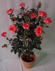 Выращиваем розы в комнатных условиях