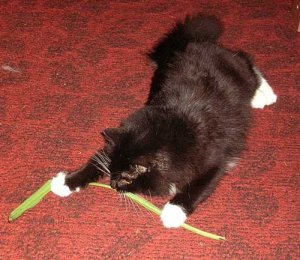 Кошки и комнатные растения