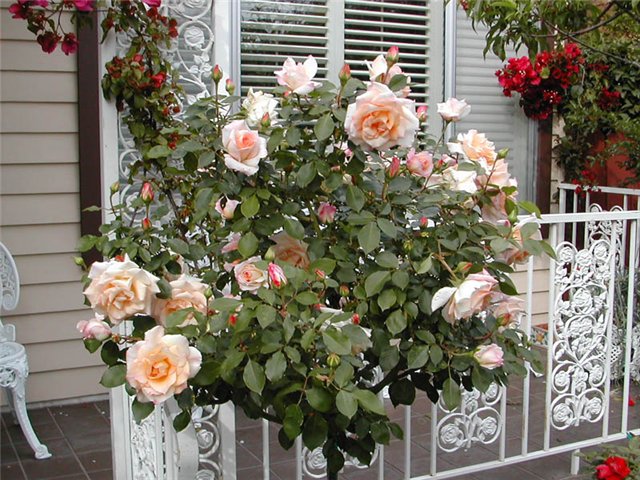 Выращиваем розы на балконе