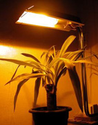 Искусственное освещение комнатных растений