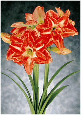 http://www.vashsad.ua/downloads/image/7310/img1.jpg