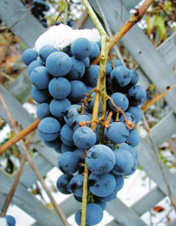 Зимостойкость винограда