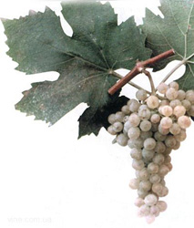 Зимостойкость винограда