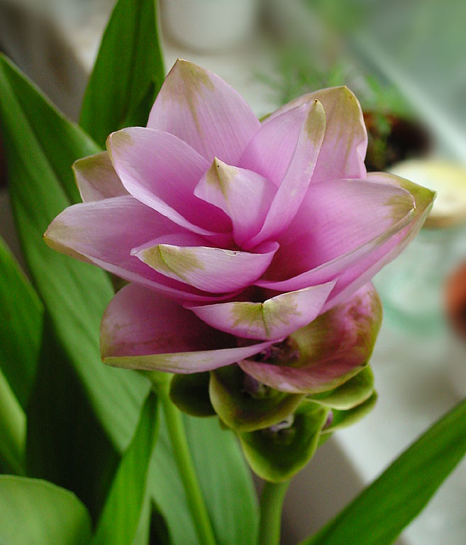 Куркума – сиамский тюльпан