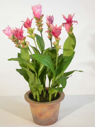Куркума – сиамский тюльпан