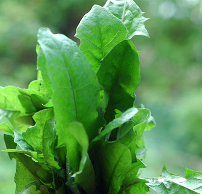 Растение салат фото