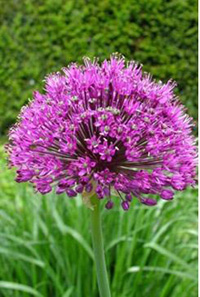 Allium hollandicum 'Purple Sensation'i
