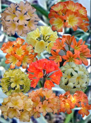 Кливия суриково-оранжевая или киноварная (Clivia miniata).  Цветы с оранжево-красными...