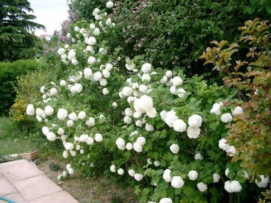 В белых облаках цветущего сада
