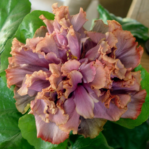 Гибискус Antiquz Lilac