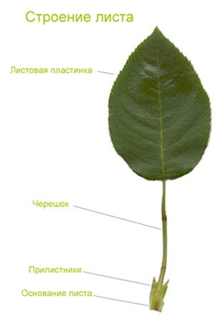 Декоративная листва растений
