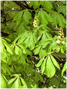 Декоративная листва растений
