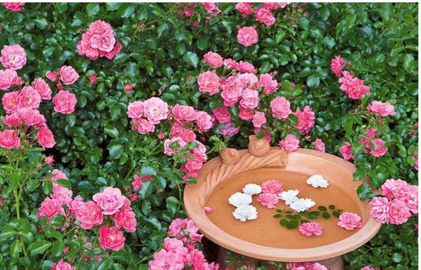 Садовая романтика в розовом цвете