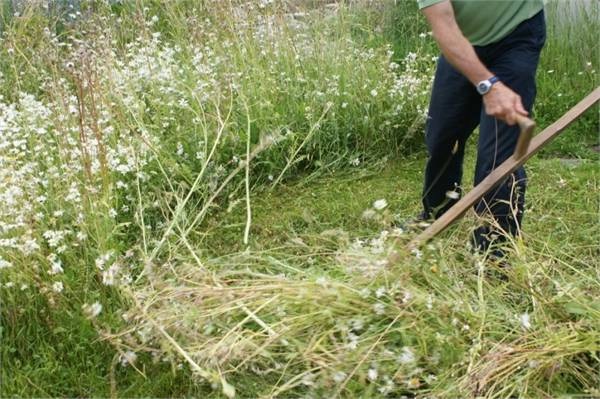 РИА Башкирия - В Башкирии началась косовица многолетних трав на заготовку сена