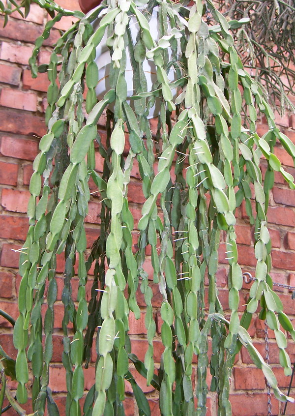 эпифитных кактусов