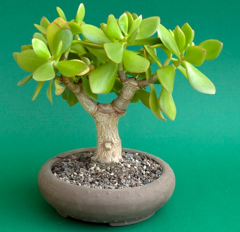 БОНСАИ Bonsai_8