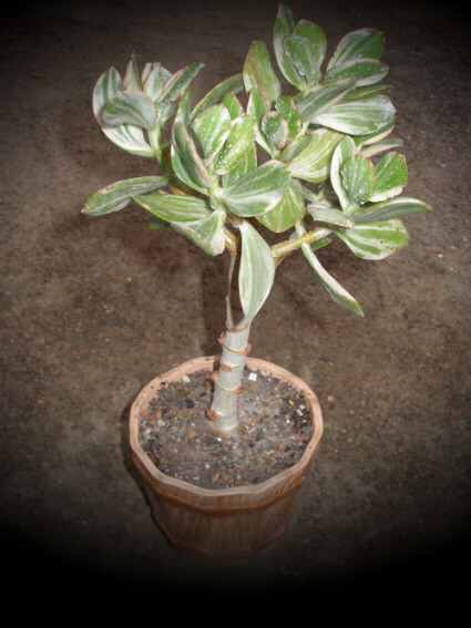 Денежное дерево - крассула овата (Crassula ovata)