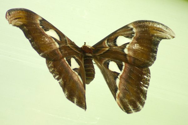 Выставка бабочек