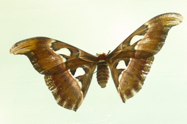 Выставка бабочек