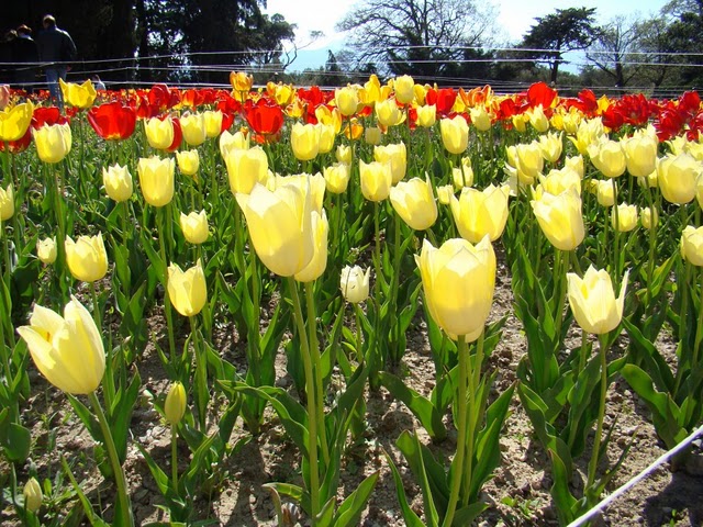 Карнавал тюльпанов в Никитском ботаническом саду