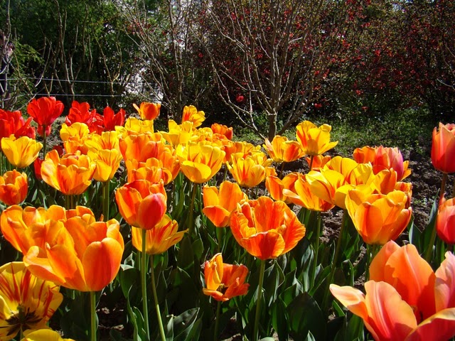 Карнавал тюльпанов в Никитском ботаническом саду