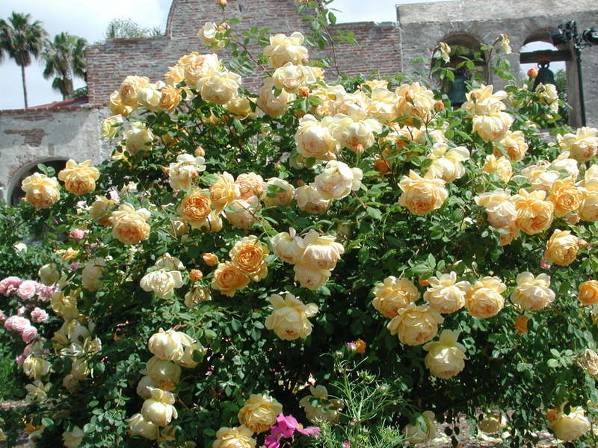 Английские розы Дэвида Остина