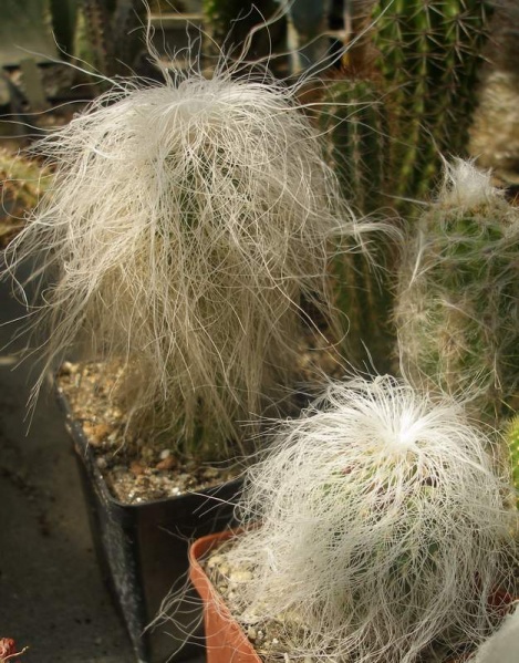 Cephalocereus senilis