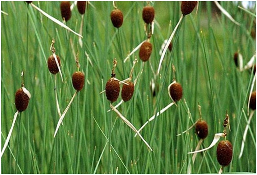 Como escolher as plantas certas para um lago de jardim