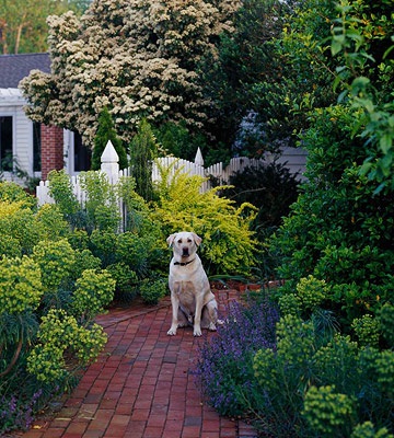 Собака в саду