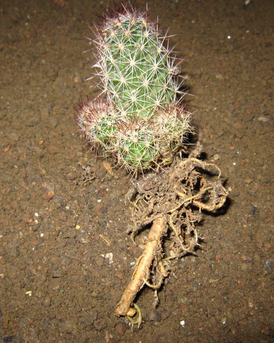 Роль корней в жизни кактусов