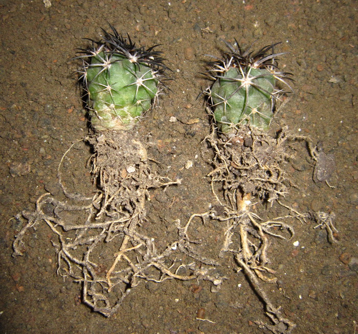 Роль корней в жизни кактусов