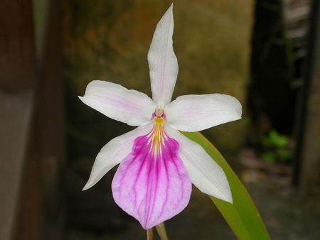 Орхидеи рода Мильтония