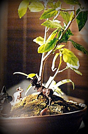 Бон-кэй - японский сад в миниатюре 