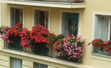 Озеленение французского балкона