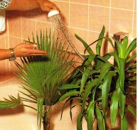 Уход за комнатными декоративно-лиственными растениями